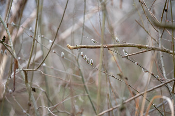 willow in the forest