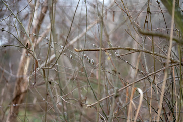 willow in the forest