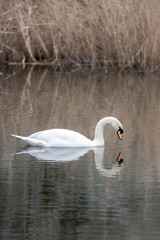 Fototapeta premium swan on the lake