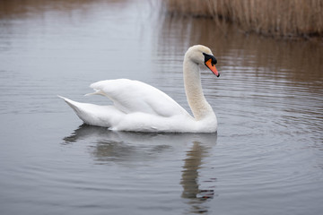 Fototapeta premium swan on the lake