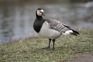 canada goose on grass