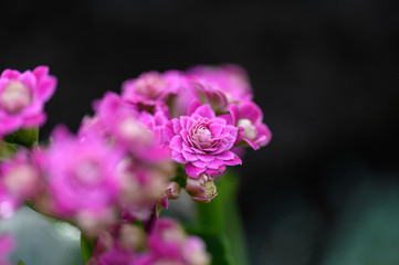 Obraz premium pink flower