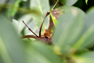 Grasshoppers are herbivorous insects that have antennas and are generally winged
