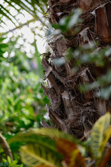 Tree closeup