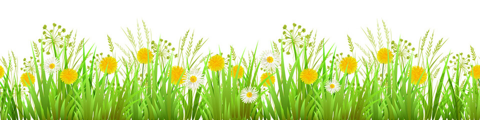 Summer or Spring Green Grass isolated on white background. Long format Seamless Pattern. Border. Yellow dandelions and chamomilie. Vector illustration