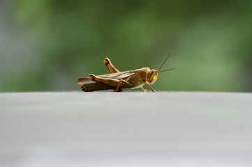 Grasshoppers are herbivorous insects that have antennas and are generally winged