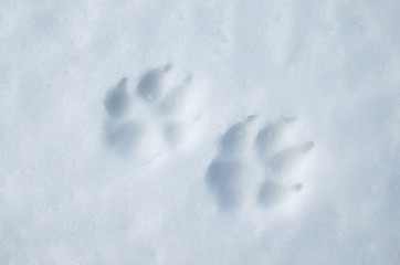 Imprinted dog tracks the snow.