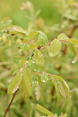 Honeysuckle on a rainy day in spring.