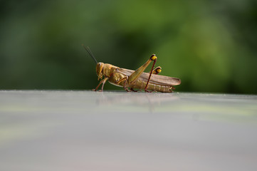 Grasshoppers are herbivorous insects that have antennas and are generally winged