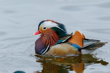 Mandarin Duck (Aix galericulata).