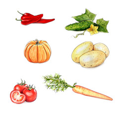 set of vegetables isolated on white