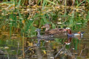 Mandarin Duck (Aix galericulata).