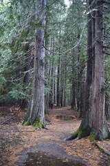Washington, U.S.A. October 19, 2017. Olympic National Park Moments in Time Trail.  Peaceful footpath through moss-covered pine trees, ferns, stumps, and rich autumn colors alongside Lake Crescent.