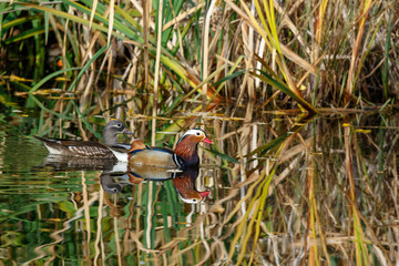 Mandarin Duck (Aix galericulata).