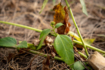 young plant in the garden