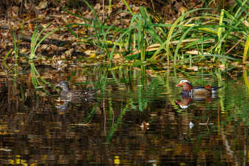 Mandarin Duck (Aix galericulata).