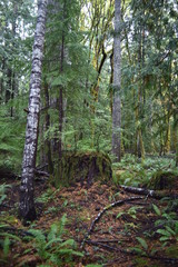 Washington, U.S.A. October 19, 2017. Olympic National Park Moments in Time Trail.  Peaceful footpath through moss-covered pine trees, ferns, stumps, and rich autumn colors alongside Lake Crescent.