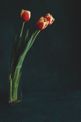 beautiful spring tulips on a background in the studio