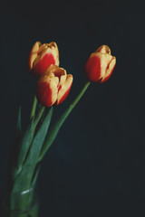 beautiful spring tulips on a background in the studio