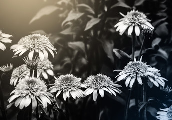 kwiaty czarno białe