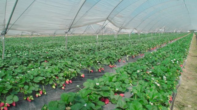 Zoom In on ripe strawberry plants in rows under nursery greenhouse tarp