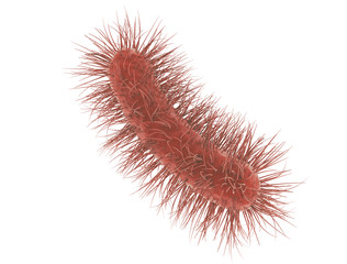 E coli Bacteria cell isolated on white background. medical microscopic