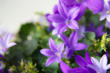 Violet flowers bells and leaves