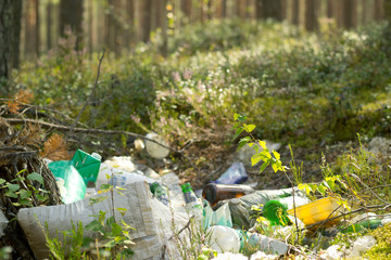 Garbage dump in a pine forest. Environmental pollution.