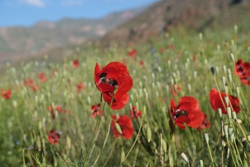 red poppy flower garden.turkey 