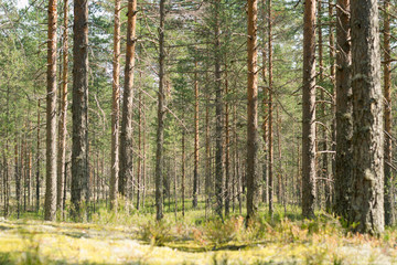 Obraz premium Pine forest. Beautiful morning view and sun rays in the pine forest.