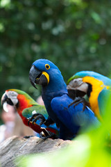 colorful parrot