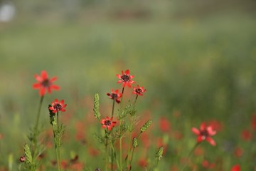 red poppy flower garden.turkey 