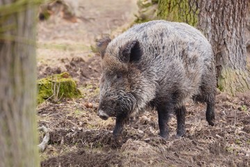 Naklejka na ściany i meble The wild boar (Sus scrofa), also known as the wild swine, Eurasian wild pig, or simply wild pig - female