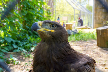 Bird-predator Steppe Eagle with red eyes at the Rostov-on-Don zoo in Russia