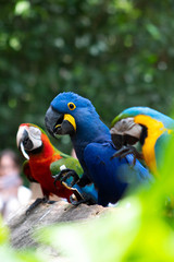 blue and yellow macaw