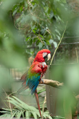 Macaw perched on branch