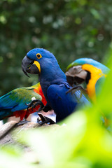 colorful macaw parrot