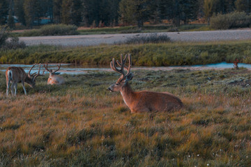 Deer in Yoesemite National Park