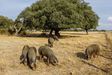Black Iberian pigs growing freely in a sparse holm oak forest in a Spanish region near Portugal