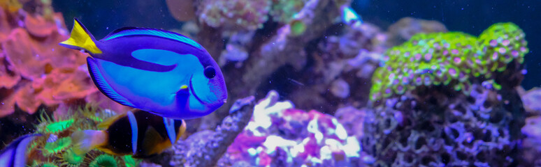 amazing coral reef aquarium with awesome tropical fish © cihan