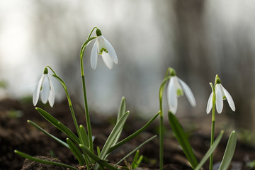 Snowdrop (Galanthus nivalis) in a wonderful evening backlight. Beautiful snowdrop flowers (Galanthus nivalis) at spring.