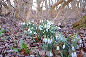 snowdrop 