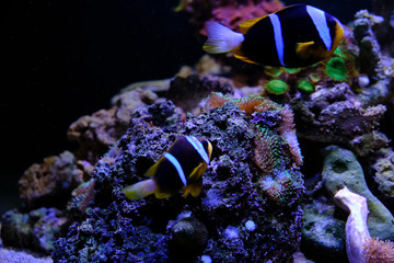 Fototapeta na wymiar amazing coral reef aquarium with awesome tropical fish