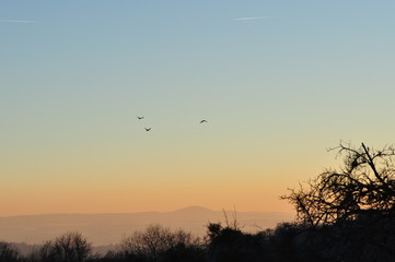Melsbach silhouette of a tree in sunset