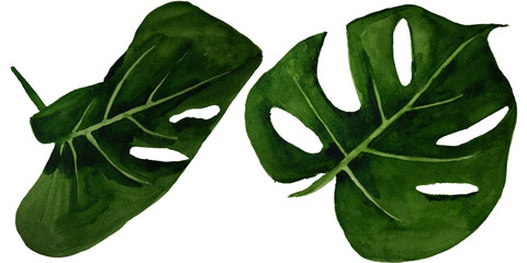Watercolor tropical monstera leaves set