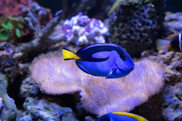 amazing coral reef aquarium with awesome tropical fish