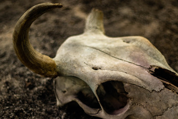 Cow horn or cow skull, people popular make as jewelry home, horn bones brown at bend but one side deduct place put on the ground in the garden with White smoke coming out of fracture of the skull.