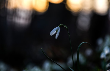 Snowdrop (Galanthus nivalis) in a wonderful evening backlight. Beautiful snowdrop flowers (Galanthus nivalis) at spring.