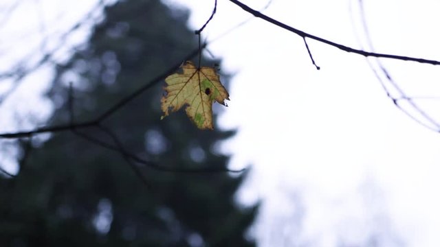 Close up of a lonely autumnal leaf moving slightly in the wind, still hanging on a tree, with a forest in the bacground, on a cloudy day
