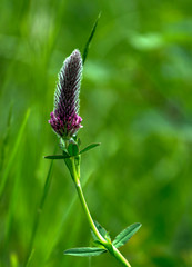 Trèfle pourpré à Grand-Corent, France